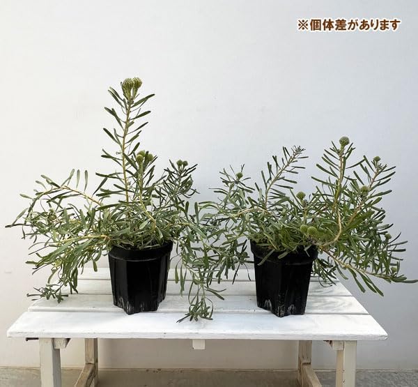 souju 　創樹　マンザニロ　テラコッタ鉢植え　苗 souju 創樹 オリーブ マンザニロ テラコッタ鉢植え 美樹形